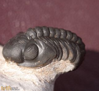 Reedops maurulus Alberti, 1970