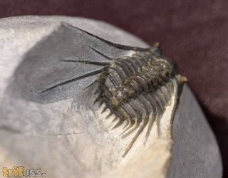 Leonaspis issomourensis G. Alberti 1970