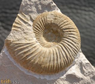 Orthosphinctes desmoides