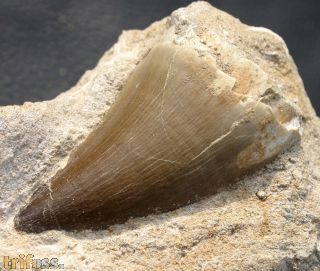 Mosasaurus beaugei Arambourg, 1952