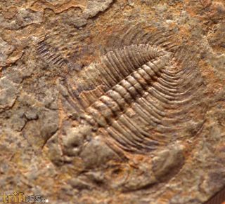 Changaspis elongata LEE, 1961