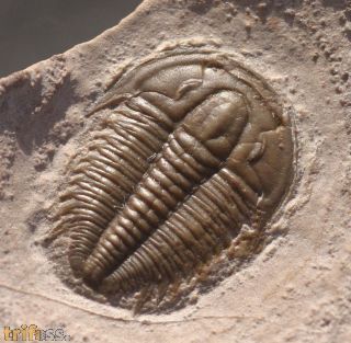 Modocia typicalis (Resser, 1938)