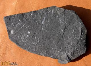 Graptolithen - Brickhill Shales