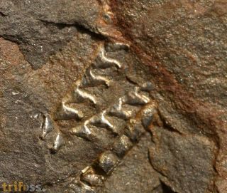 Graptolithen - Brickhill Shales