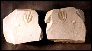 Ogyginus corndensis (MURCHISON,1839)