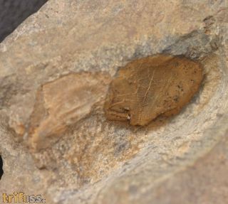Bohemiella franconica