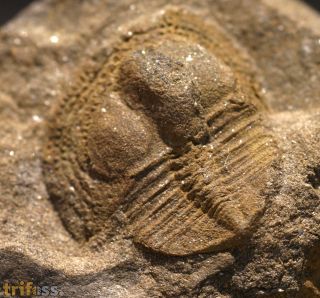 Deanaspis goldfussi (BARRANDE, 1846)