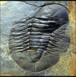 Barrandia homfrayi Hicks, 1875