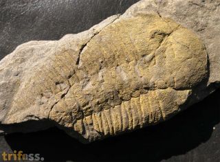 Dalmanitina socialis (BARRANDE, 1846)