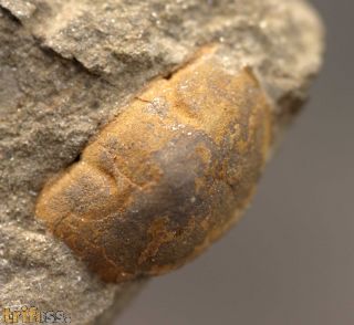 Stenopareia panderi (Barrande, 1872)