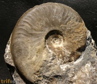 Harpoceratoides alternatus (Simpson, 1843)