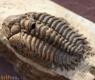 Pseudosphaerexochus octolobatus (MCoy, 1849)
