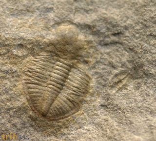 Ogyginus corndensis (MURCHISON,1839)