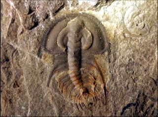 Olenellus gilberti