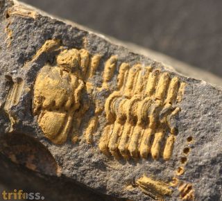 Placoparia barrandei (PRANTL at NAJDR,1956)