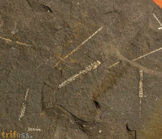 Graptolithen - Brickhill Shales