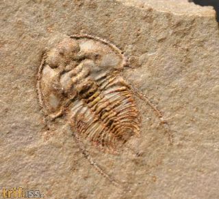 Nephrolenellus geniculatus Palmer, 1998