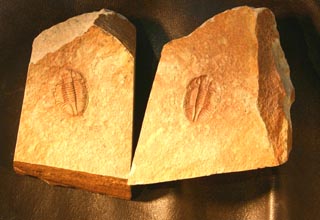 Ogyginus corndensis (MURCHISON,1839)