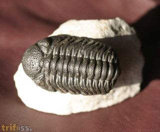 Phacops (Barrandeops) ovatus McKellar & Chatterton 2009