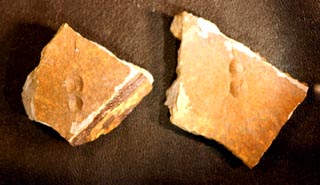 Grandagnostus falunensis