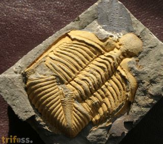 Coronocephalus gaoluoensis (Wu, 1979)