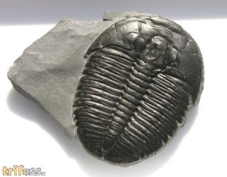 Elrathia kingii (Meek 1870)