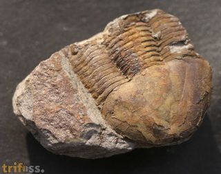 Ectillaenus katzeri (Barrande, 1872)