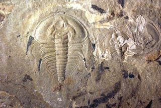 Olenellus gilberti