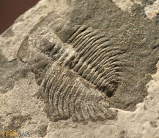 Changaspis elongata LEE, 1961