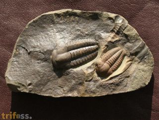 Ellipsocephalus hoffi (Schlotheim, 1823)