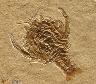 Eryon arctiformis SCHLOTHEIM 1820