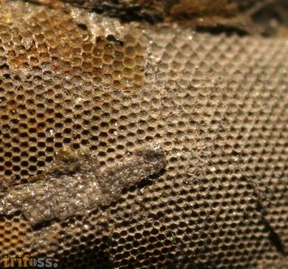 Pricyclopyge binodosa (Salter, 1859)