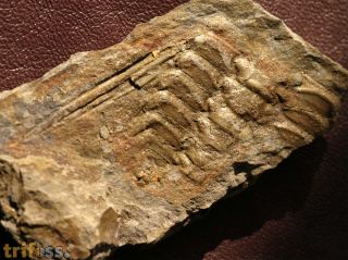 Selenopeltis macrophthalma kora KLOUČEK