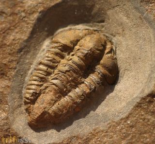 Colpocoryphe bohemica. (Vanek, 1965)