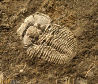 Otarion diffractum (Zenker, 1833)