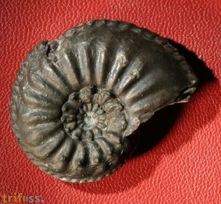 Amaltheus gibbosus (SCHLOTHEIM, 1820)