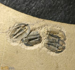 Modocia weeksensis