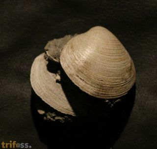 Glycymeris obovata (Lamarck, 1819)