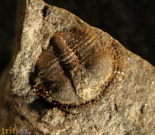 Onnia sp.