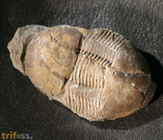 Ectillaenus katzeri (Barrande, 1872)