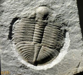 Ogygiocarella debuchii BRONGNIART, 1822