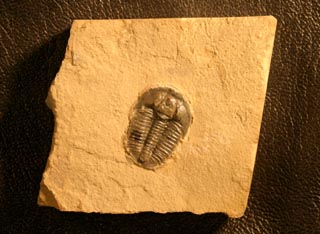 Modocia weeksensis  (Shanan Peters 2003, dissertation unpubl.)