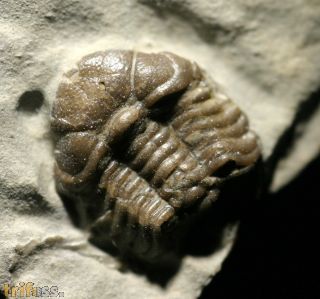 Trimerocephalus caecus (Grich, 1896)