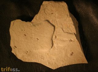 Hypagnostus parvifrons (LINNARSSON,1869)