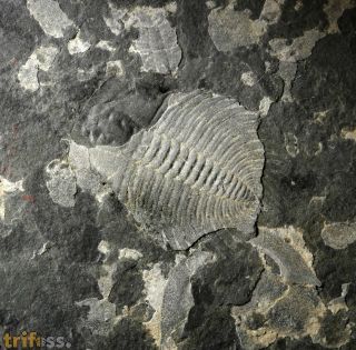 Changaspis elongata LEE, 1961