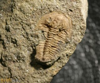 Lobocephalina emmrichi  (Barrande, 1846)