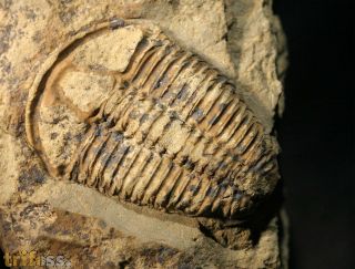 Conocoryphe sulzeri (Schlotheim 1823)