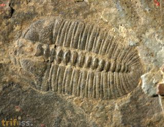 Arthricocephalus laterilobatus Ju, 1983