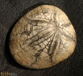 Dendraster gibbsii (Remond, 1863)