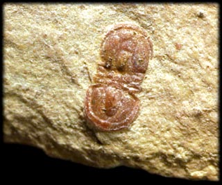 Drei Ptychagnostus cuyanus